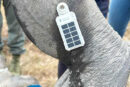 Globalstar Satellite IoT Technology is Helping to Safeguard Africa’s Rhinos and Other Endangered Species