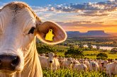 New IoT Cattle Ear Tag Combines GPS, eSIM and Livestock Monitoring