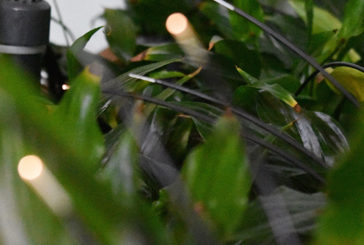 World premier: first plant-powered IoT sensor sends signal to space