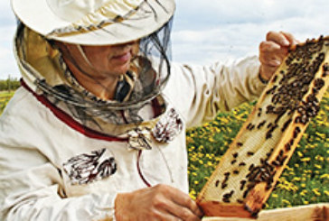 IoT Technology may be key to solving honeybee crisis